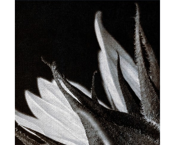 24"x36" Sunflower Profile By Ilona Wellman Art On Canvas - Fine Art Canvas