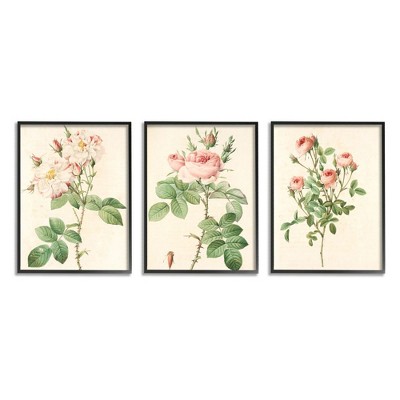 Stupell Industries Vintage Pink Rose Illustrations with Floral Stem Detail