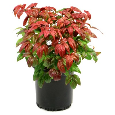 Nandina 'Fire Power' 1pc - National Plant Network - U.S.D.A. Hardiness Zones 6 - 9