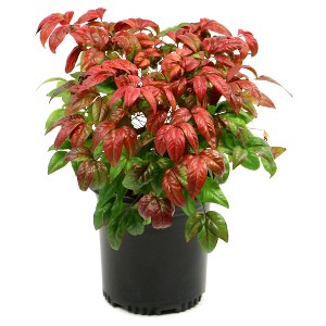 Nandina 'Fire Power' 1pc - National Plant Network: U.S.D.A. Zones 6-10, Compact Shrub, Perennial - 1 of 3