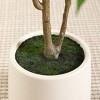 DR.Planzen 5-7FT Artiicial Ficus Tree with Round White Planter, Pre Potted Faux Plant for Indoor Home Decor - 4 of 4