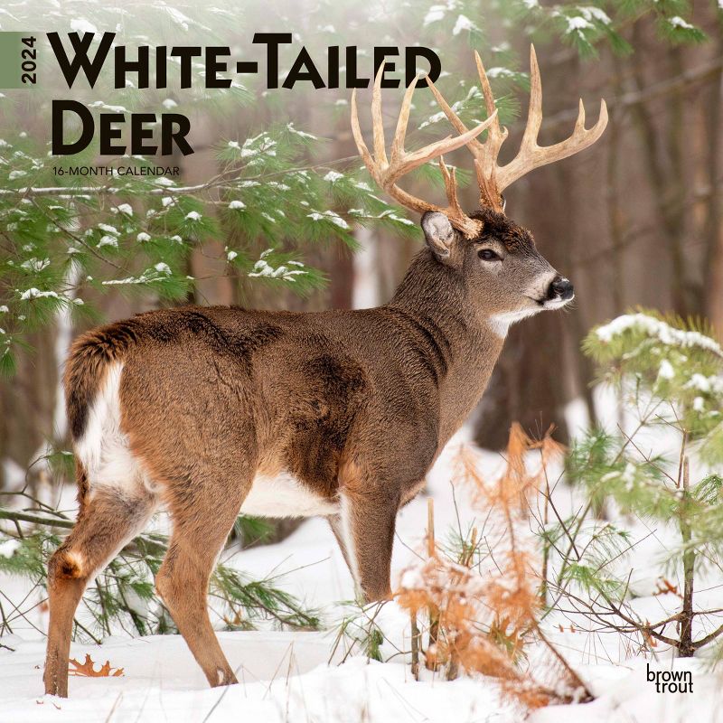 Browntrout 2024 Wall Calendar 12&#34;x12&#34; White Tailed Deer, 1 of 5