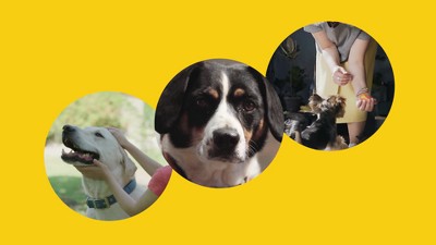 Advanced Turkey Flavor Calming Bites for Dogs, 90 Count