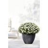 Ecopots Antwerp Durable Modern Round Indoor/Outdoor Recycled-Based Composite Flower Pot Planter - 4 of 4