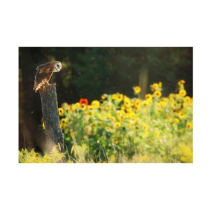 Trademark Fine Art - Carrie Ann GrippoPike Barn Owl in the Sunflowers Canvas Art - 1 of 4