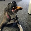 Pawstruck Pig Snouts for Dogs , Bulk Dog Dental Treats & Natural Pork Dog Chews, Made in USA, American Made - 4 of 4