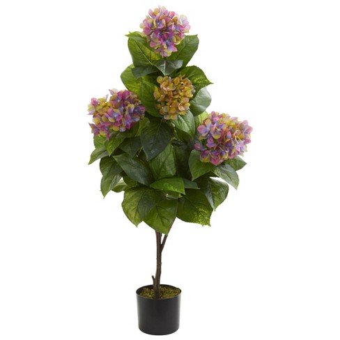 hydrangea