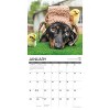 Willow Creek Press 12"x12" 2026 Dachshund Rules Wall Calendar - 3 of 4