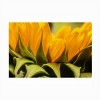 Trademark Fine Art - Mick Agterberg Close Up Details Of A Helianthus Matted Framed Art - 3 of 4