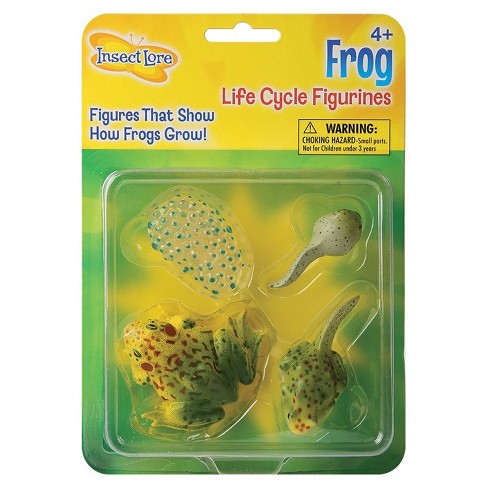 Insect Lore Frog Life Cycle Stages : Target