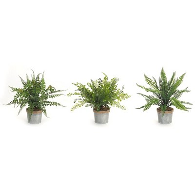 Melrose Potted Fern Plant (Set of 3)