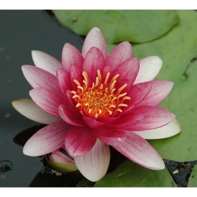 Van Zyverden Premium Series Water Lily Attraction Kit