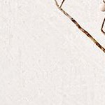 dark gray+light gray