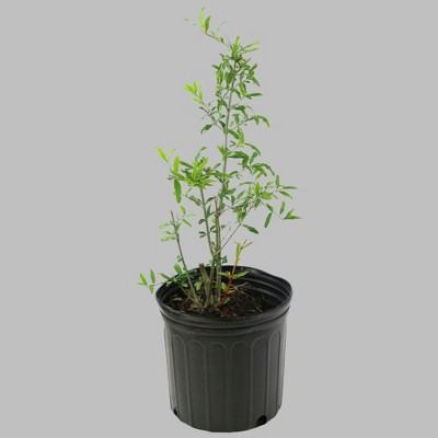 1pc Pomegranate Christine - National Plant Network