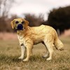 Breyer Animal Creations CollectA Cats & Dogs Collection Miniature Figure | Golden Retriever - 2 of 4
