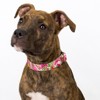 Country Brook Petz Martingale Collar and Leash - Paisley Collection - 3 of 4
