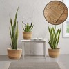 Casafield Set of 3 Seagrass Planter Baskets, Hand Woven Indoor Flower Pot Covers with Liners for Plants, Succulents, Home Decor - image 2 of 4