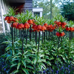 3ct Fritillaria Rubra Bulbs - Van Zyverden - 1 of 4