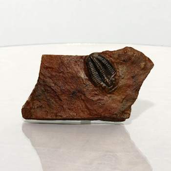Master Replicas Small Trilobite in Stone Resin Fossil Replica