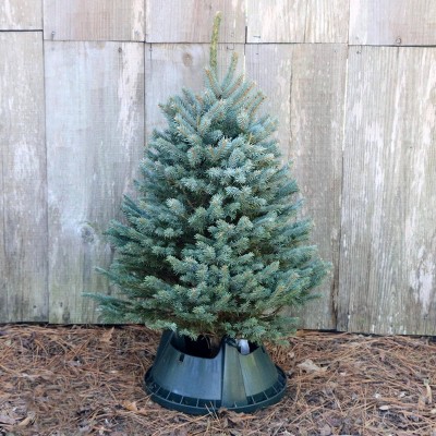 Live Blue Spruce Fresh Cut Table Top Christmas Tree - National Plant Network