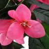 vidaXL Artificial Plant Green and Pink Fabric flowers 61.0 in Tall - 2 of 2