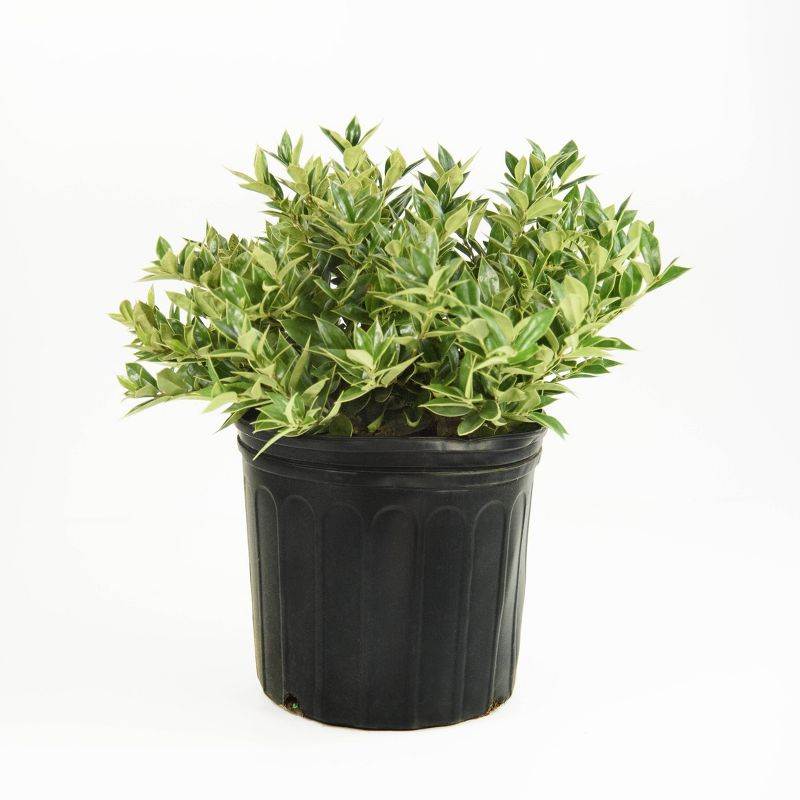 2.25gal Carissa Holly Plant - National Plant Network, 1 of 6