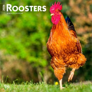 BrownTrout Roosters 2026 12"x24" Hanging Square Wall Calendar Plastic-Free - 1 of 4