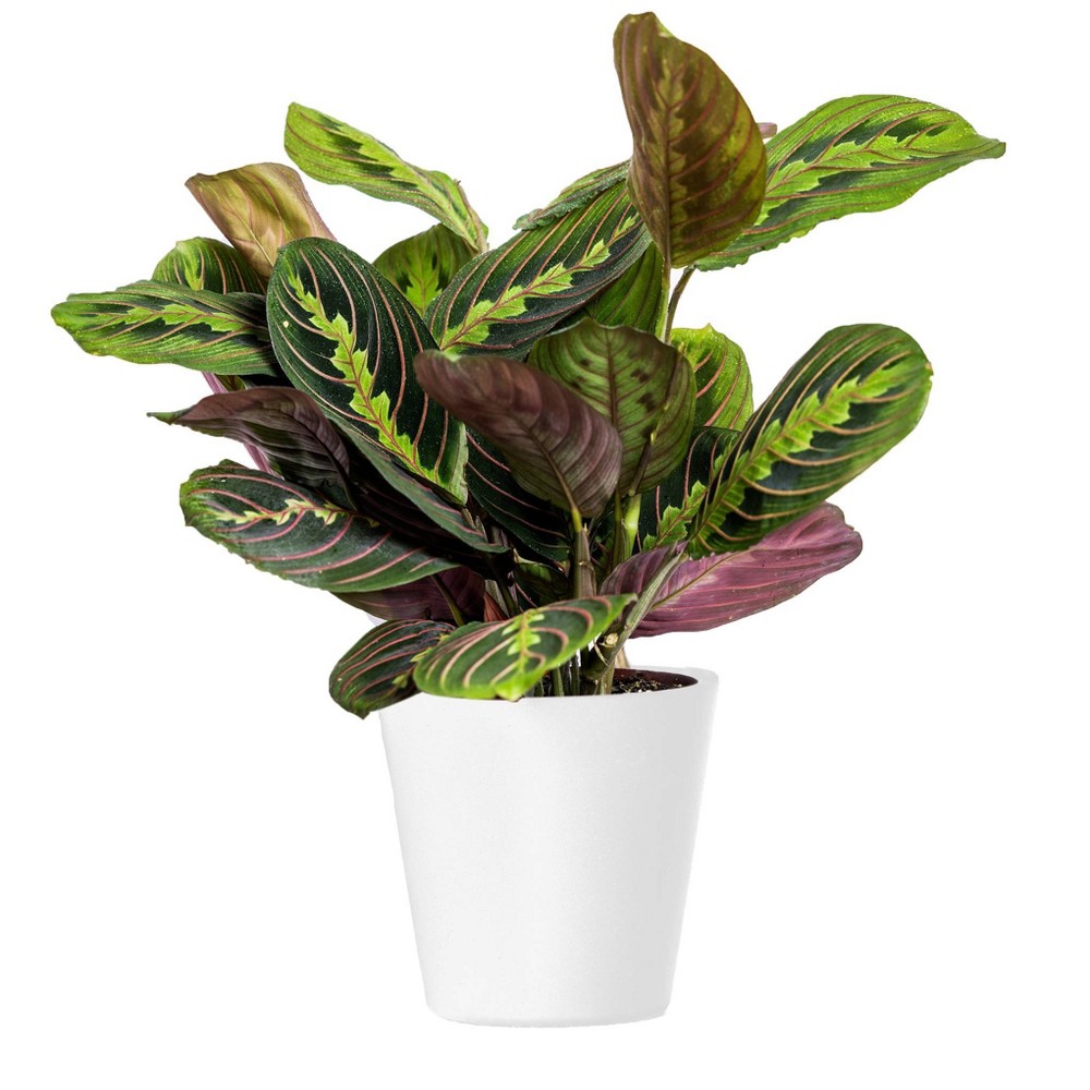 Live 4 Red Maranta Houseplant in  Petite Planter