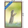 Trends International The Comedy Wildlife Photography Awards: Perdita Petzl - Conducting Framed Wall Poster Prints - 3 of 4