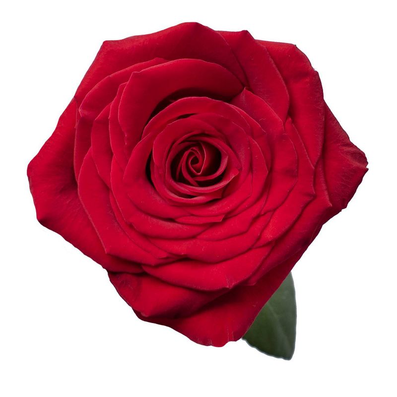 Fresh Cut 50-stem Red Roses, 5 of 7