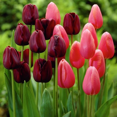 Set of 15 Bulbs Tulips Park Avenue Blend - Van Zyverden