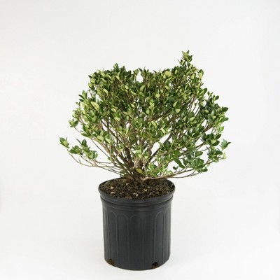 National Plant Network 2.25gal Daisy Gardenia Plant White Blooms