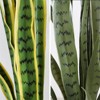 Nasitip Artificial Snake Plant, Agave Potted Plants Greenery for House Living Room Home Office Outside Garden Decoration - 3 of 4
