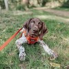 Voyager Step-In Air Dog Harness for Small and Medium Dogs - 4 of 4