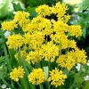 100ct Allium Blend Bulbs - Van Zyverden - 3 of 4