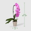 Live 5" Potted Cascade Orchid Plant (Colors May Vary) - Good Little Garden™ - 4 of 4