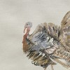 Split P Turkey Day Table Runner 15" X 72" - 3 of 3