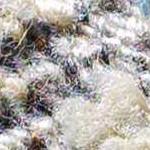 light gray, cream, medium gray, navy