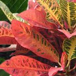 oval 6*3*2ft olive green