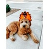 Midlee Turkey Dog Headband Costume- Thanksgiving Pet Outfit - 4 of 4