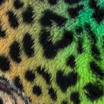 rainbow / leopard print