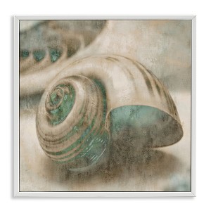Stupell Industries Centered Sharkeye Seashell, 24" x 24" - 1 of 4