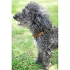 Country Brook Petz American Made Deluxe Nylon Dog Collar - 4 of 4