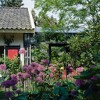 Van Zyverden 12ct Bulbs Allium Purple Sensation - 3 of 4