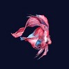 Junior's Design By Humans Betta Fish By GisaPizzatto T-Shirt - 2 of 3