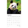 BrownTrout Giant Pandas 2026 12"x24" Hanging Square Wall Calendar Plastic-Free - 3 of 4