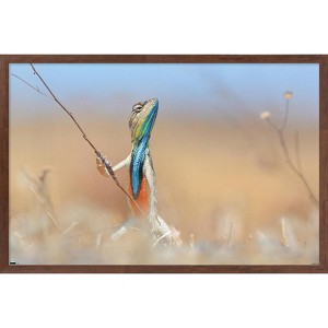 Trends International The Comedy Wildlife Photography Awards: Anup Deodhar - Rockstar Framed Wall Poster Prints - 1 of 4