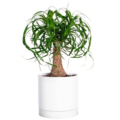 Greendigs Ponytail Palm in White Pot, 7"