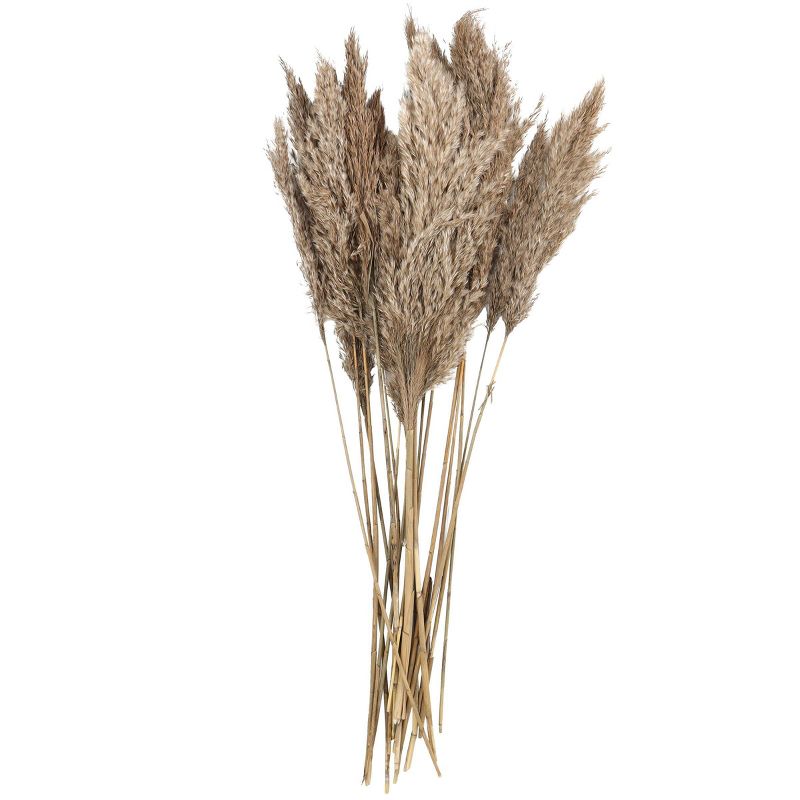 Dried Plant Pampas Natural Foliage with Long Stems Brown - Olivia &#38; May, 4 of 7