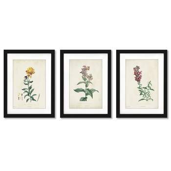 Americanflat Minimalist Vintage (Set Of 3) Traditional Botanicals By Victoria Barnes Framed Triptych Wall Art Set